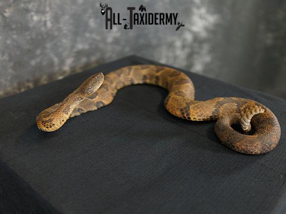 Timber rattlesnake taxidermy mount SKU 2320 - Image 5