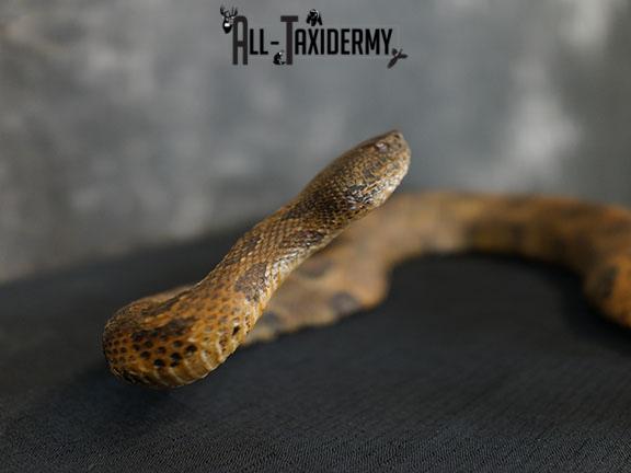 Timber rattlesnake taxidermy mount SKU 2320 - Image 4