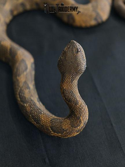 Timber rattlesnake taxidermy mount SKU 2320 - Image 3
