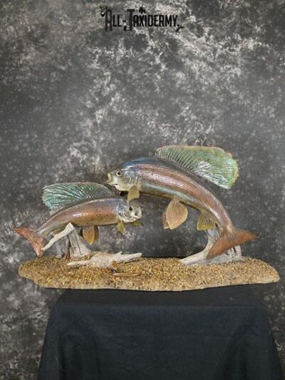Arctic Grayling fish pair taxidermy mount SKU 2311