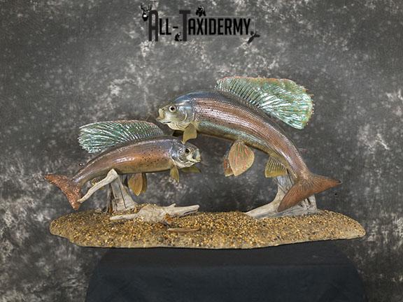 Arctic Grayling fish pair taxidermy mount SKU 2311 - Image 2