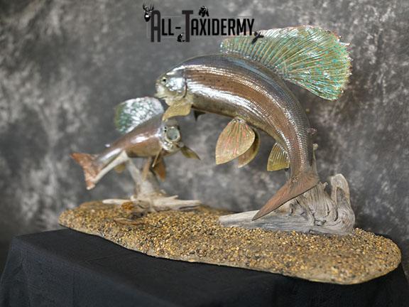 Arctic Grayling fish pair taxidermy mount SKU 2311 - Image 8
