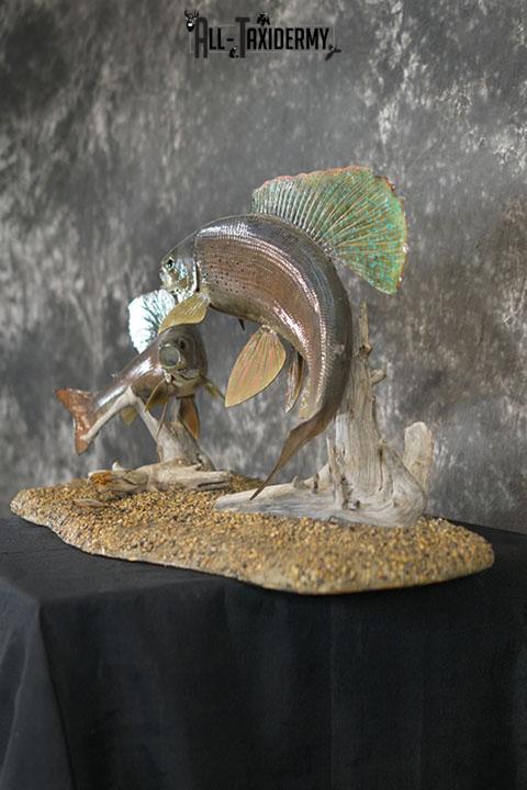 Arctic Grayling fish pair taxidermy mount SKU 2311 - Image 7