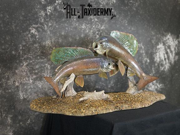 Arctic Grayling fish pair taxidermy mount SKU 2311 - Image 6