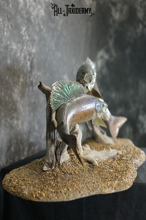 Arctic Grayling fish pair taxidermy mount SKU 2311 - Image 5