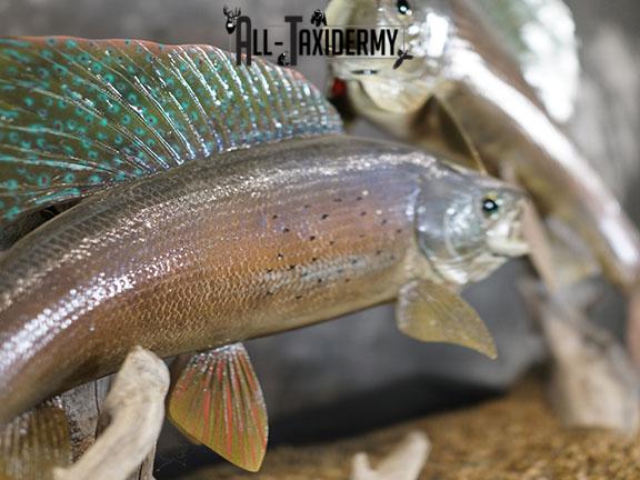 Arctic Grayling fish pair taxidermy mount SKU 2311 - Image 4