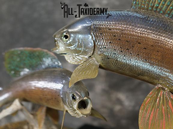Arctic Grayling fish pair taxidermy mount SKU 2311 - Image 3