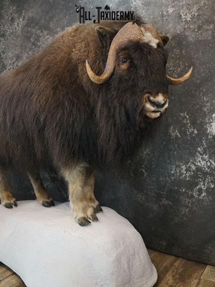 Full body Muskox taxidermy mount SKU 2256 - Image 2