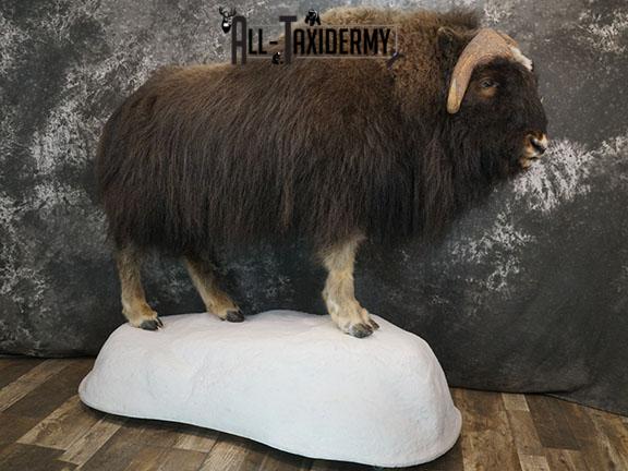 Full body Muskox taxidermy mount SKU 2256 - Image 18