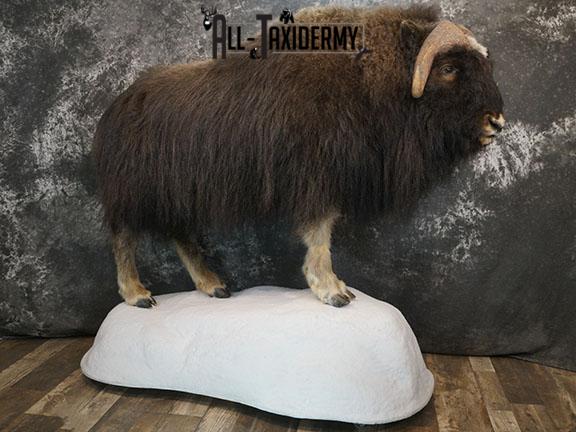 Full body Muskox taxidermy mount SKU 2256 - Image 17