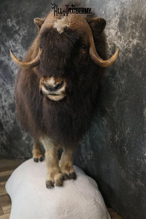 Full body Muskox taxidermy mount SKU 2256 - Image 15
