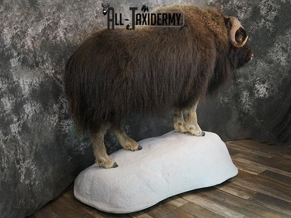 Full body Muskox taxidermy mount SKU 2256 - Image 14