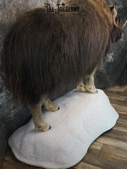 Full body Muskox taxidermy mount SKU 2256 - Image 13