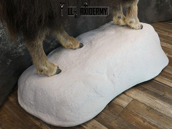 Full body Muskox taxidermy mount SKU 2256 - Image 12