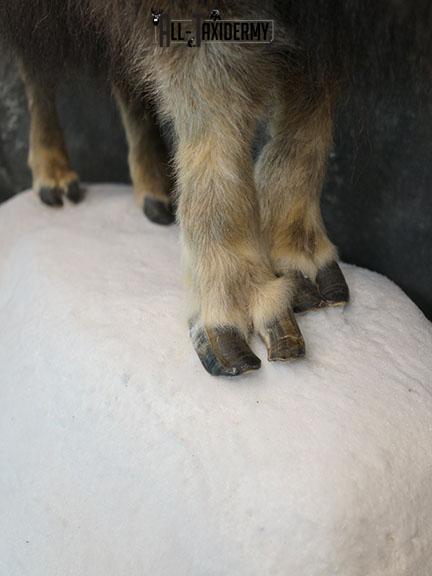 Full body Muskox taxidermy mount SKU 2256 - Image 11