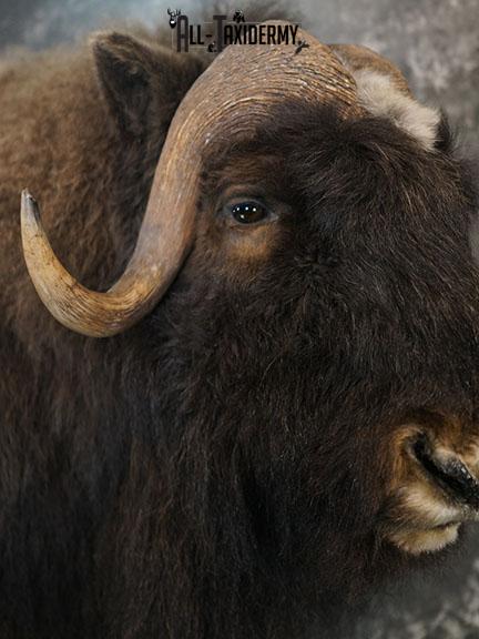 Full body Muskox taxidermy mount SKU 2256 - Image 10