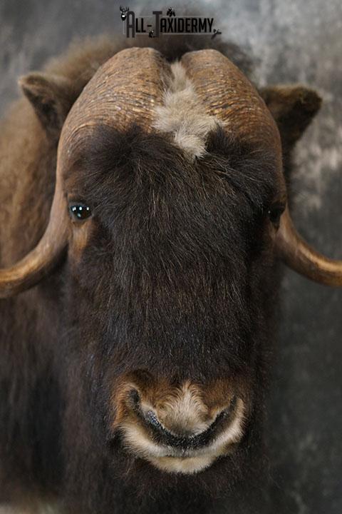 Full body Muskox taxidermy mount SKU 2256 - Image 9