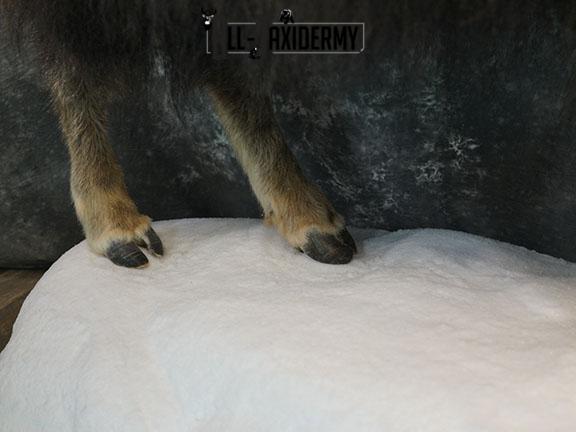 Full body Muskox taxidermy mount SKU 2256 - Image 8