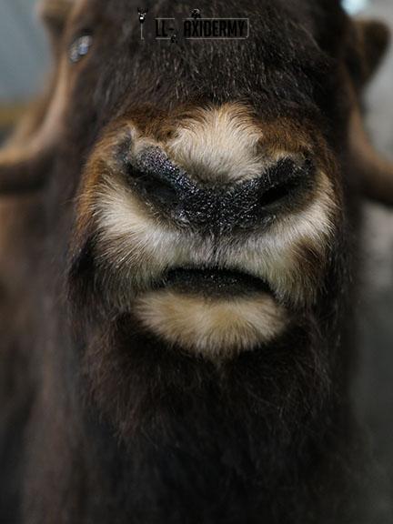 Full body Muskox taxidermy mount SKU 2256 - Image 7