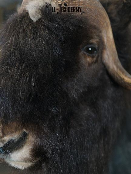 Full body Muskox taxidermy mount SKU 2256 - Image 6