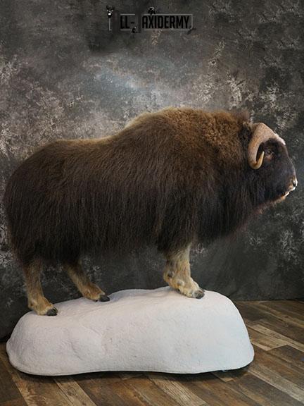Full body Muskox taxidermy mount SKU 2256 - Image 5