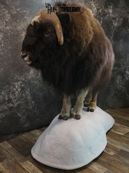 Full body Muskox taxidermy mount SKU 2256 - Image 4