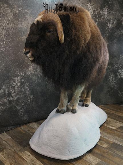 Full body Muskox taxidermy mount SKU 2256 - Image 3
