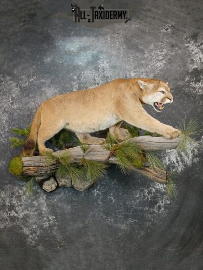 Cougar taxidermy mount for sale SKU 2188