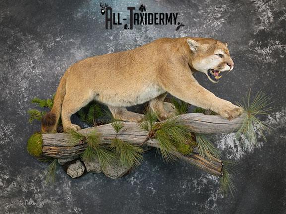 Cougar taxidermy mount for sale SKU 2188 - Image 2