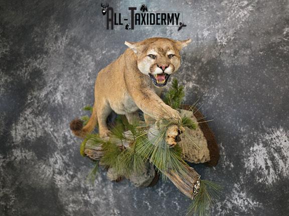 Cougar taxidermy mount for sale SKU 2188 - Image 12