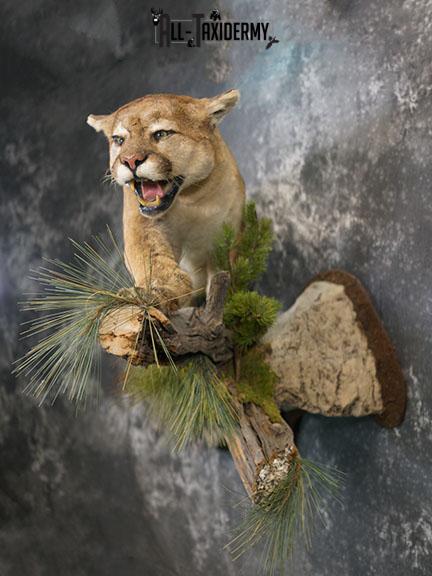 Cougar taxidermy mount for sale SKU 2188 - Image 11