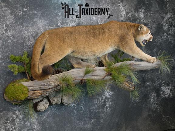 Cougar taxidermy mount for sale SKU 2188 - Image 10
