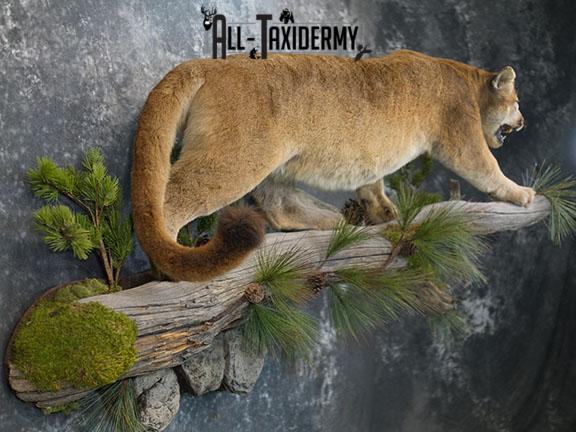 Cougar taxidermy mount for sale SKU 2188 - Image 9