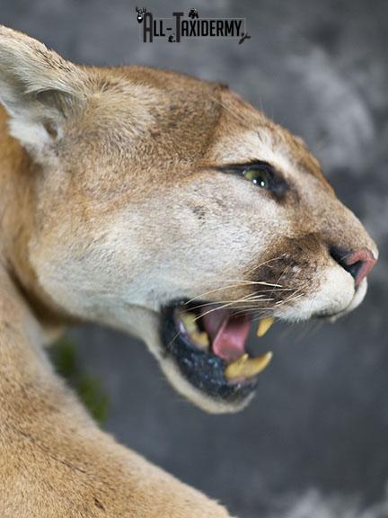 Cougar taxidermy mount for sale SKU 2188 - Image 8