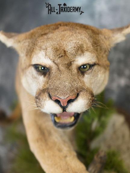 Cougar taxidermy mount for sale SKU 2188 - Image 7