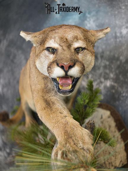 Cougar taxidermy mount for sale SKU 2188 - Image 6
