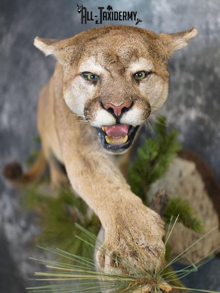Cougar taxidermy mount for sale SKU 2188 - Image 5