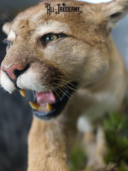 Cougar taxidermy mount for sale SKU 2188 - Image 4