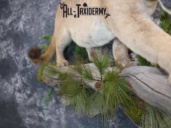 Cougar taxidermy mount for sale SKU 2188 - Image 3