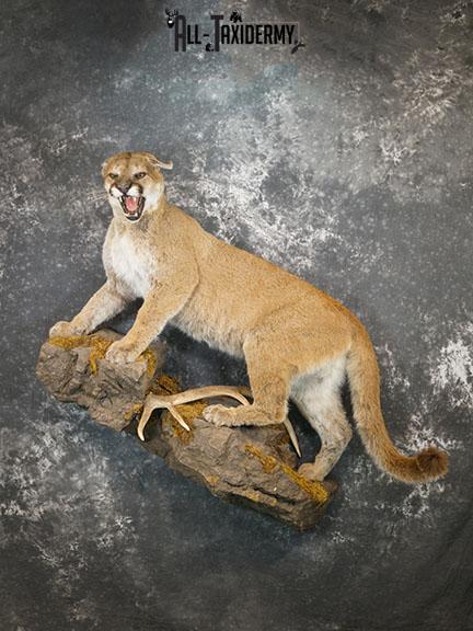 Cougar Taxidermy