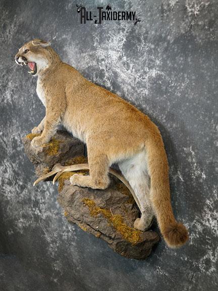 Aggressive Mountain Lion taxidermy mount SKU 2288 - Image 2