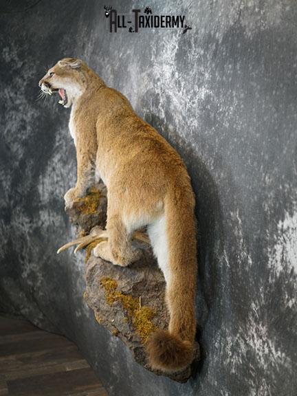 Aggressive Mountain Lion taxidermy mount SKU 2288 - Image 10