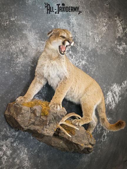 Aggressive Mountain Lion taxidermy mount SKU 2288 - Image 9