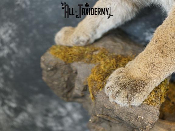 Aggressive Mountain Lion taxidermy mount SKU 2288 - Image 7