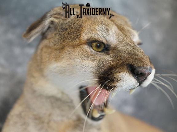 Aggressive Mountain Lion taxidermy mount SKU 2288 - Image 5