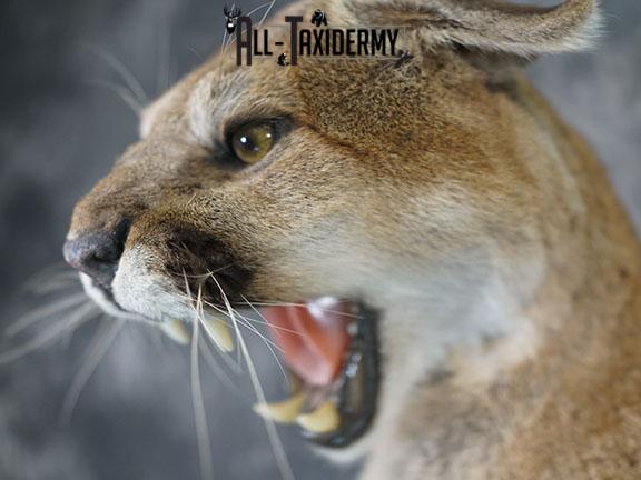 Aggressive Mountain Lion taxidermy mount SKU 2288 - Image 4