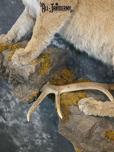 Aggressive Mountain Lion taxidermy mount SKU 2288 - Image 3