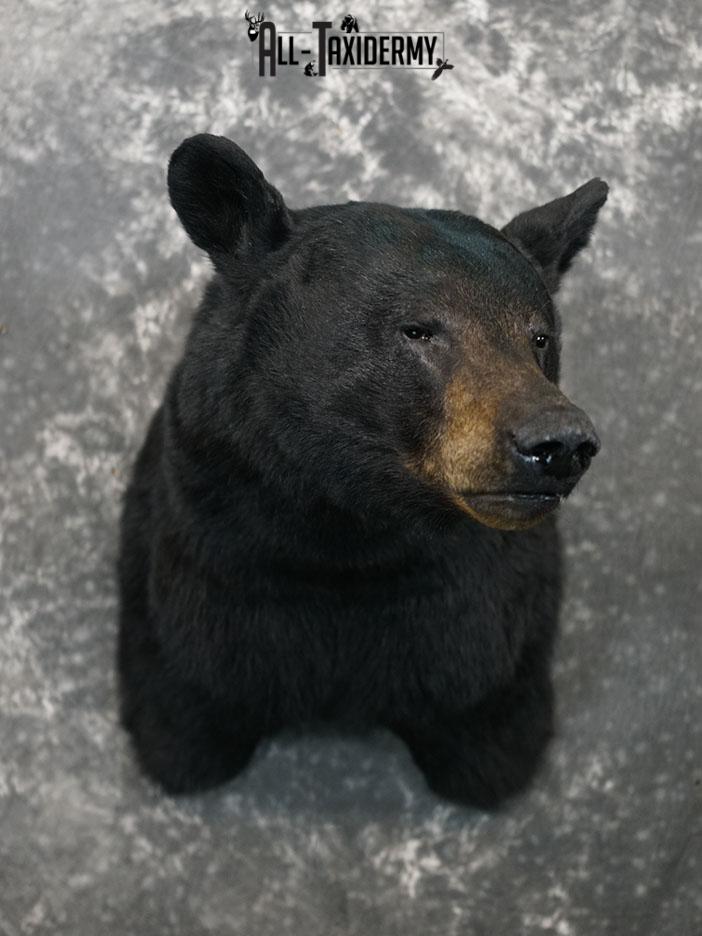 Black bear taxidermy shoulder mount SKU 2378