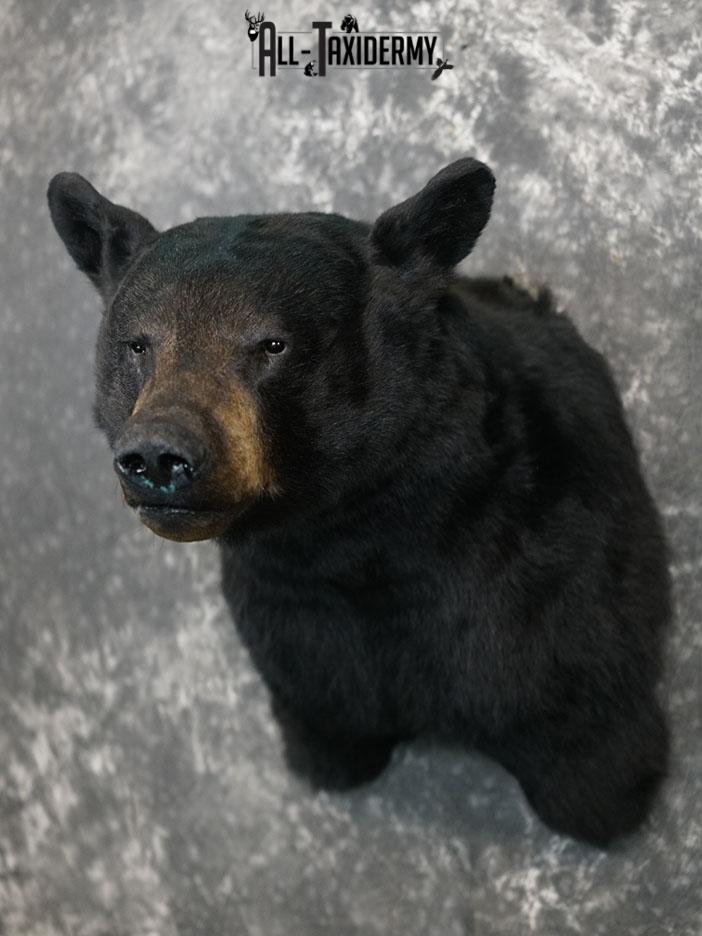 Black bear taxidermy shoulder mount SKU 2378 - Image 2