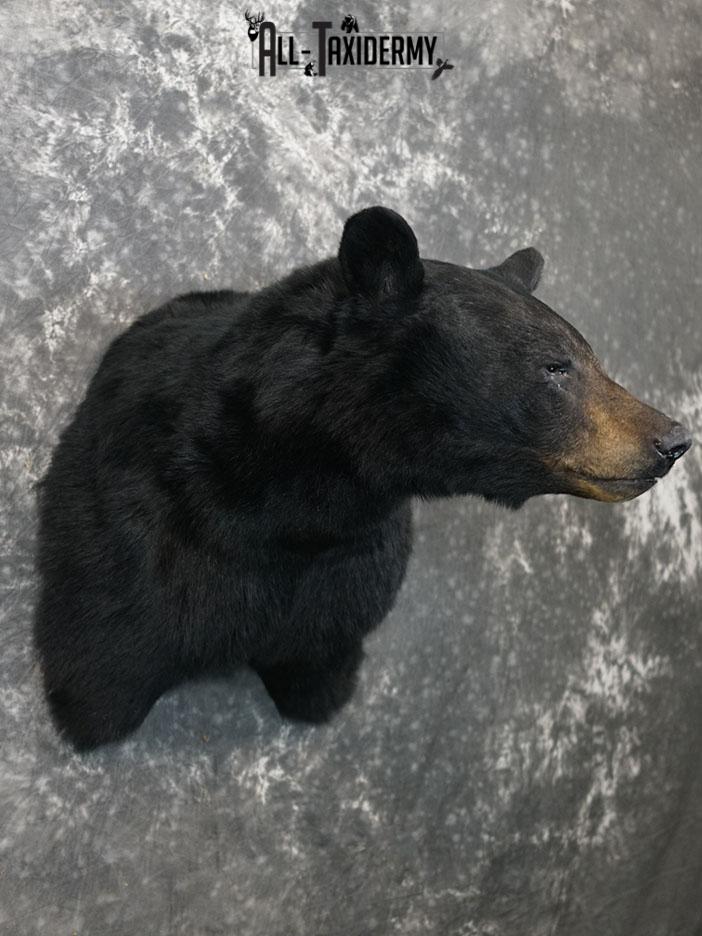 Black bear taxidermy shoulder mount SKU 2378 - Image 4